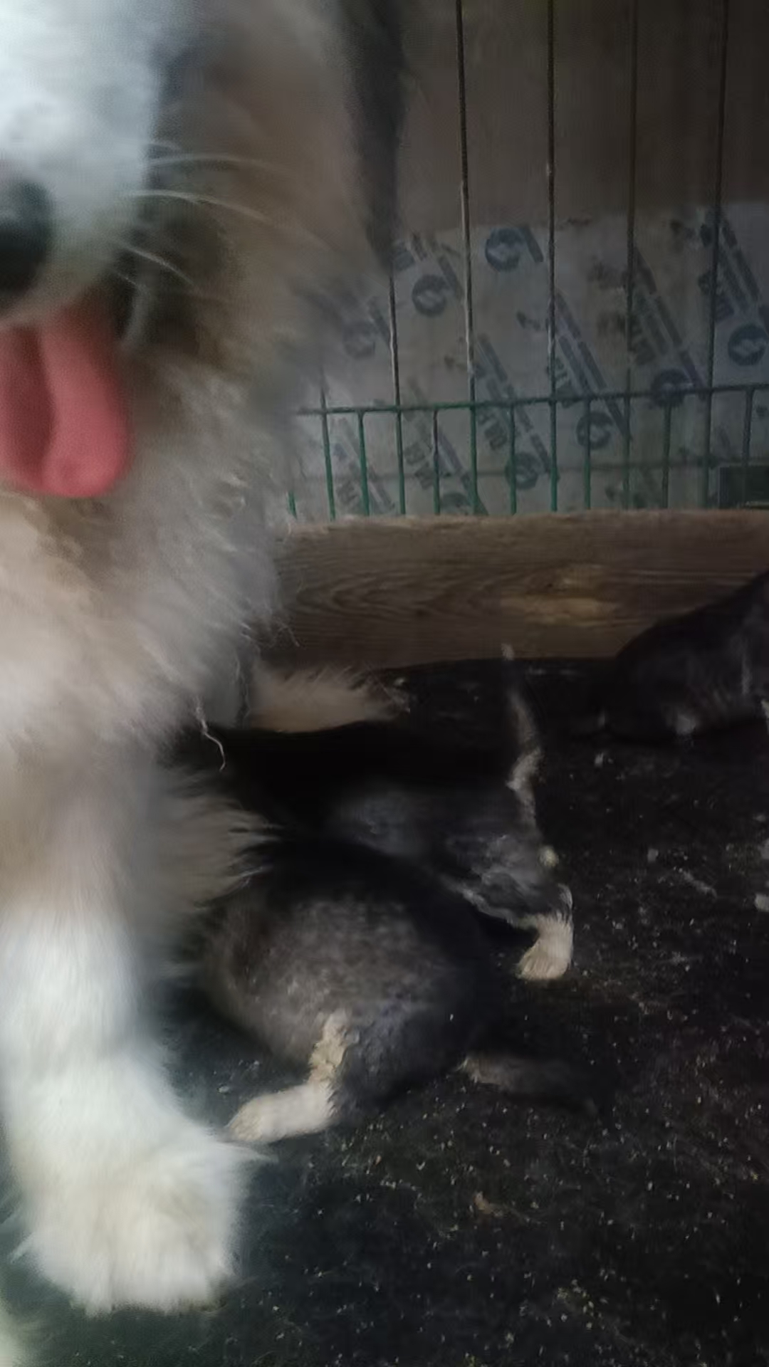 阿拉斯加犬